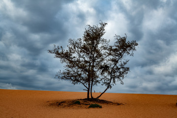 A lonely tree in the sand desert