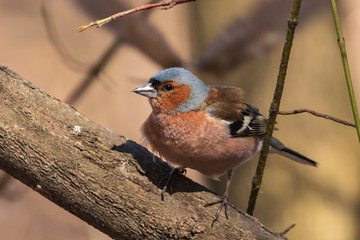 Chaffinch, a colorful bird sitting on a tree and looking at the camera. City birds. Blurred background. Close-up. Wild nature. Spring soon.
