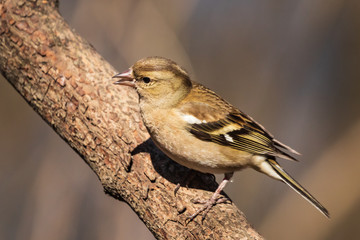 A young chaffinch, a colorful bird sits in a tree and looks into the camera. City birds. Blurred background. Close-up. Wild nature. Spring soon.