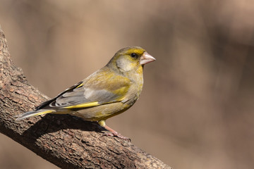 A bright greenfinch sits on a branch in the park and looks at the photographer. Urban green and yellow warbler in nature habitat. Close-up.