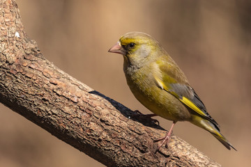 A bright greenfinch sits on a branch in the park and looks at the photographer. Urban green and yellow warbler in nature habitat. Close-up.