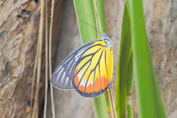 Close-up Painted jezebel butterfly (Delias hyparete) with yellow-black-orange wing resting on green leaf, the painted Jezebel is a medium-sized butterfly of the family Pieridae.