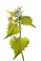 Alliaria petiolata (Alliaria officinalis) isolated on white background