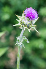 milk thistle (Silybum marianum) - blossom outdoors