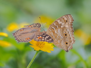 Close up Lemon Pansy Butterfly feeding on pollen of yellow flower with nature blurred background.