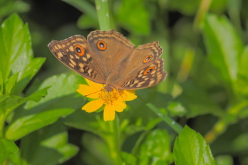 Close up Lemon Pansy Butterfly feeding on pollen of yellow flower with nature blurred background.