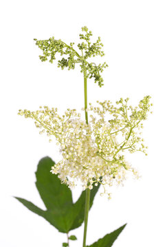 meadowsweet (Filipendula ulmaria) isolated on white background