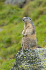 Naklejka na ściany i meble Alpine marmot, Marmota marmota, Hohe Tauern National Park, Austria, Europe