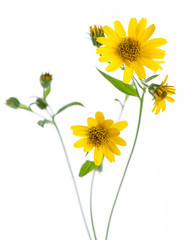 Arnica (Arnica montana) - flowers isolated on white background - 264695363