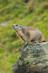 Alpine marmot, Marmota marmota, Hohe Tauern National Park, Austria, Europe