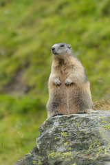 Alpine marmot, Marmota marmota, Hohe Tauern National Park, Austria, Europe