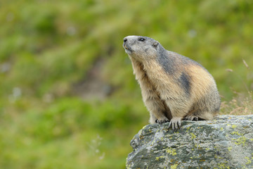 Alpine marmot, Marmota marmota, Hohe Tauern National Park, Austria, Europe