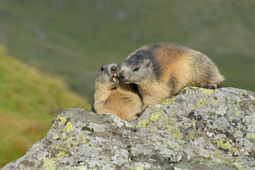 Alpine marmots, Marmota marmota, Hohe Tauern National Park, Austria, Europe