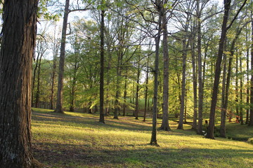 Fototapeta premium autumn in the park