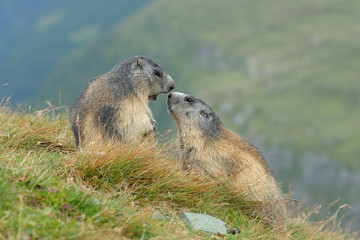 Alpine marmots, Marmota marmota, Hohe Tauern National Park, Austria, Europe