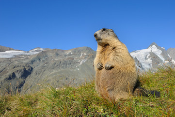 Alpine marmot, Marmota marmota, Hohe Tauern National Park, Austria, Europe
