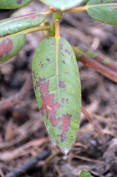 Leaves Of Rhododendron Damaged By Fusarium Oxysporum Or Phytophthora Cinnamomi Rands, Fungal Diseases Of Rhododendrons