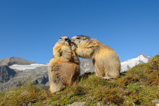 Alpine marmots, Marmota marmota, Hohe Tauern National Park, Austria, Europe