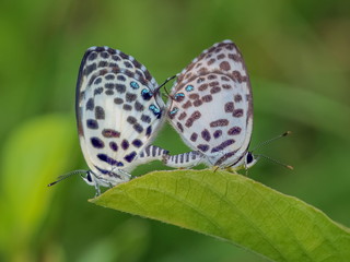 Close up common pierrot (Castalius rosimon) butterfly mating on green leaf with greennature blurred background.