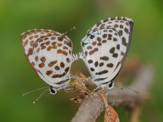 Close up Castalius rosimon (common pierrot) butterfly mating on branch with green nature blurred background.