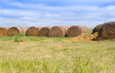 landscape with rolls of alfalfa in the field