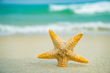 Starfish at the beach