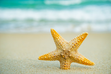 Starfish at the beach