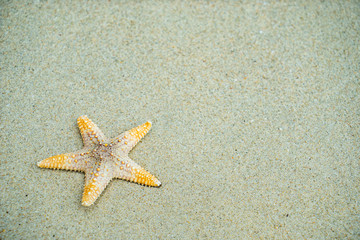Starfish at the beach