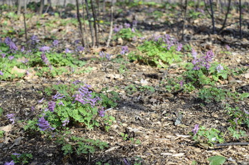 Closeup corydalis solida with blurred background in spring forrest