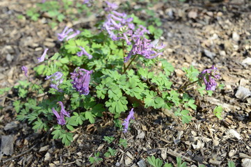 Closeup corydalis solida with blurred background in spring forrest