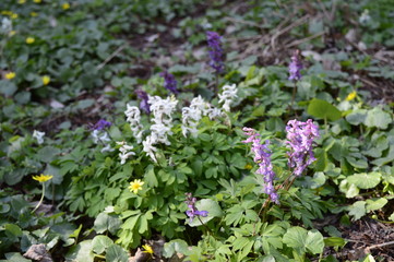 Closeup corydalis solida with blurred background in spring forrest