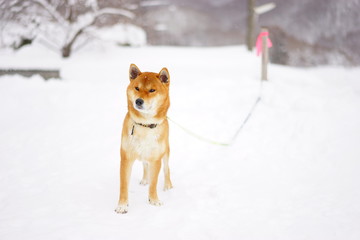 雪と柴犬