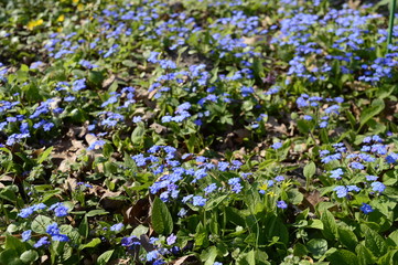 Closeup Omphalodes cappadocica with blurred background in woodland scenery