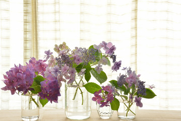 Hydrangea flowers