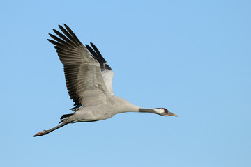 Common crane, Grus grus, Germany, Europe