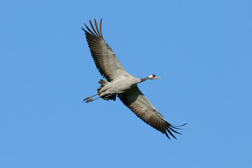Common crane, Grus grus, Germany, Europe