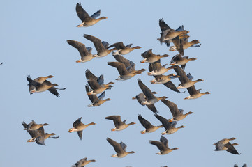 Flock of Bean Geese, Anser fabalis, Germany, Europe