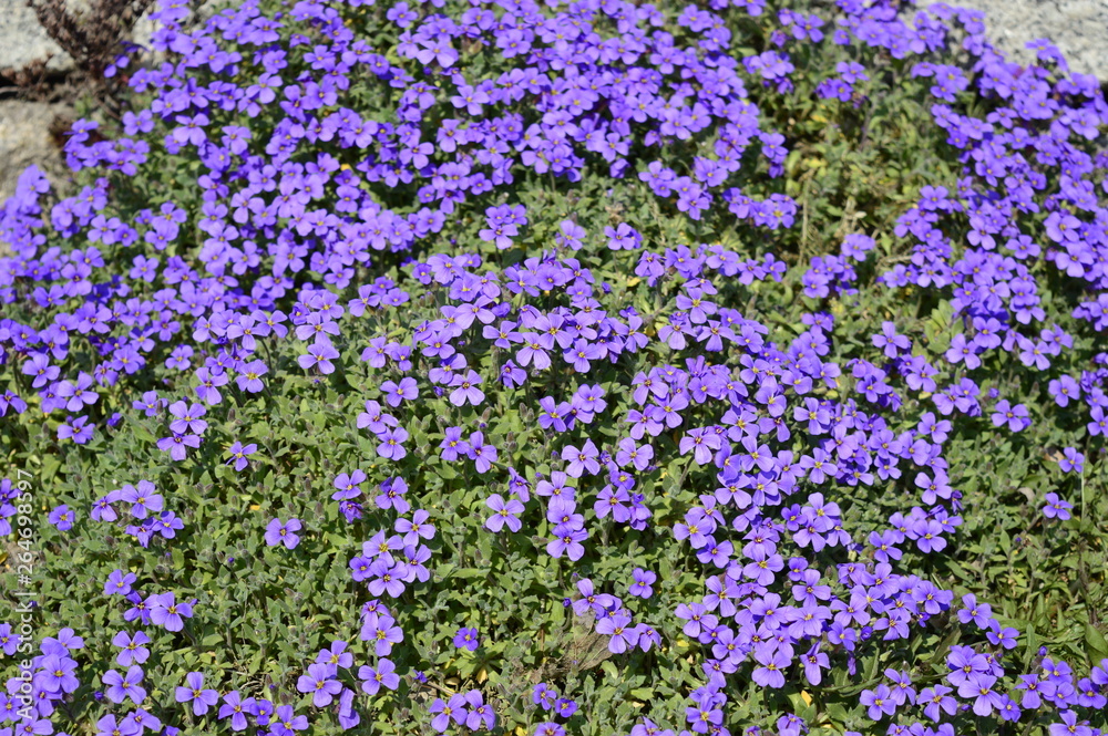 Wall mural Closeup aubrieta - purple flowers in spring rockery garden with