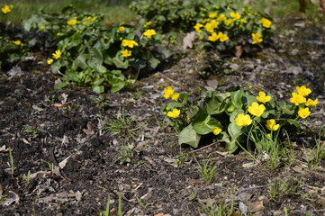 Closeup caltha palustris with blurred background on bank pond