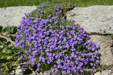 Closeup aubrieta - purple flowers in spring rockery garden with