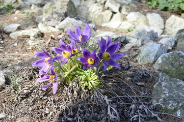 Closeup early violet toxic spring flowers of pulsatilla patens with blurred backgroung in spring scenery