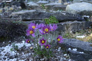 Closeup early violet toxic spring flowers of pulsatilla patens with blurred backgroung in spring scenery