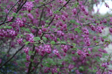 Closeup beautiful flowers of Ribes sanguineum with blurred background in spring garden