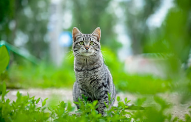 Naklejka na ściany i meble Cat living by itself. Against the green grass.