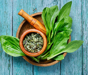 Plantain-valuable medicinal plants © nikolaydonetsk