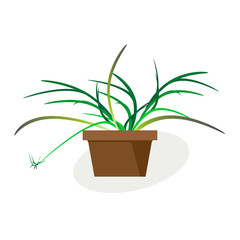 Indoor tropical plant Chlorophytum blooming in pot. Vector drawing on white background. For interior design.
