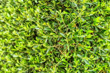 Decorative plants wall in a garden