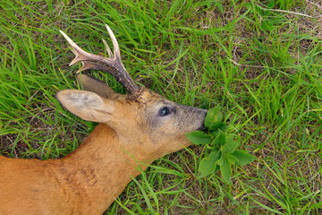 Killed roebuck on meadow, Germany, Europe