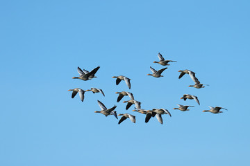 Flock of Greylag geese, Anser anser, Germany, Europe