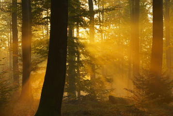 Sunbeams in beech forest, Autumn, Spessart, Germany, Europe